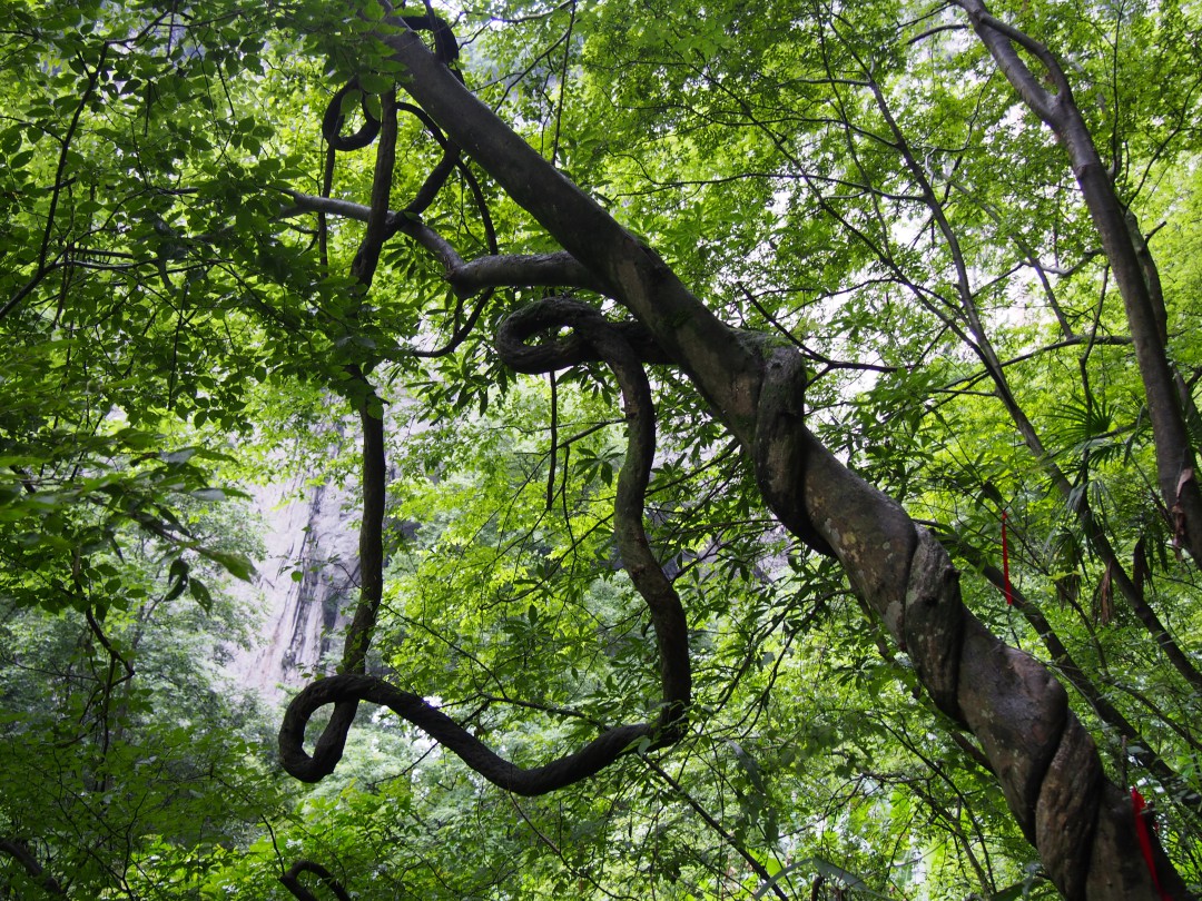 格凸河·藤本植物