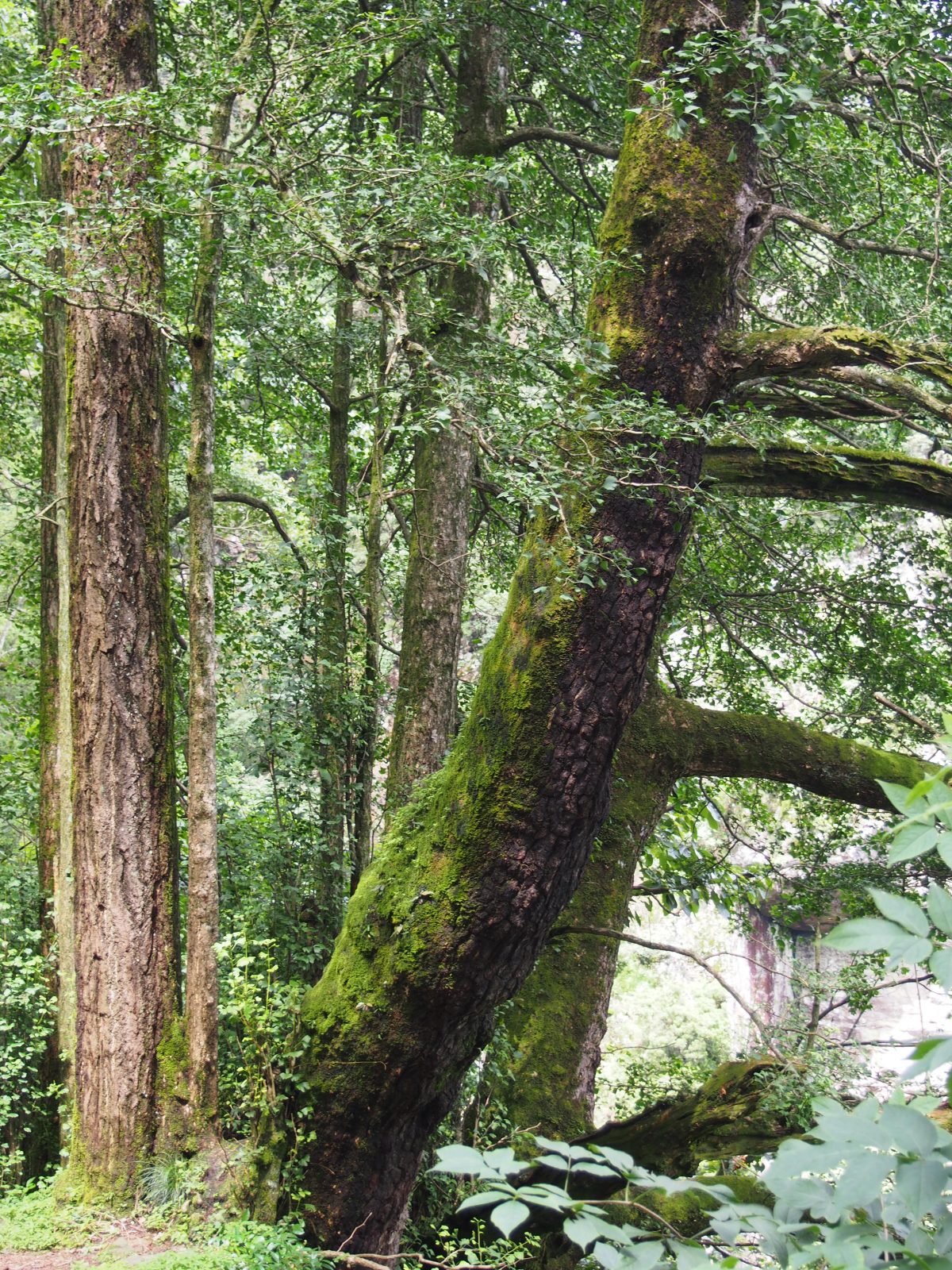天目山银杏树五世同堂