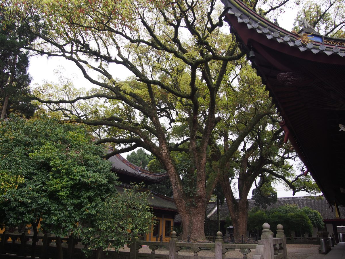 阿育王寺