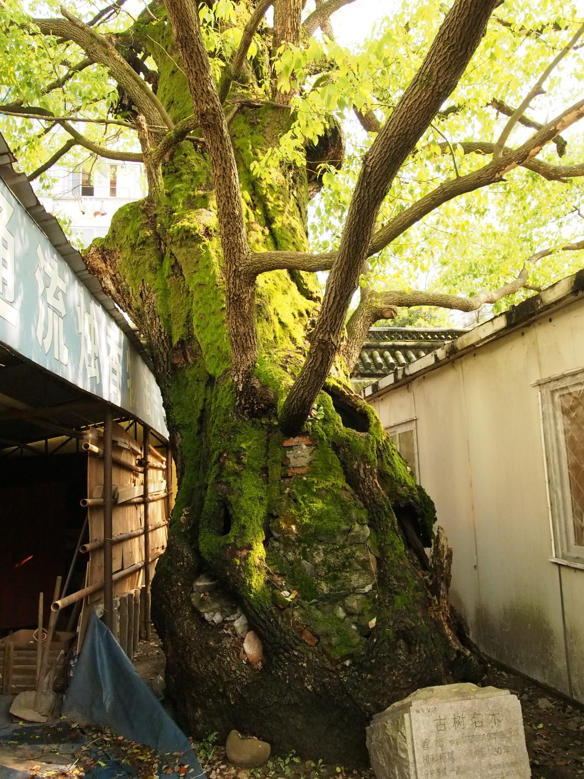 衢州天宁禅寺古樟树