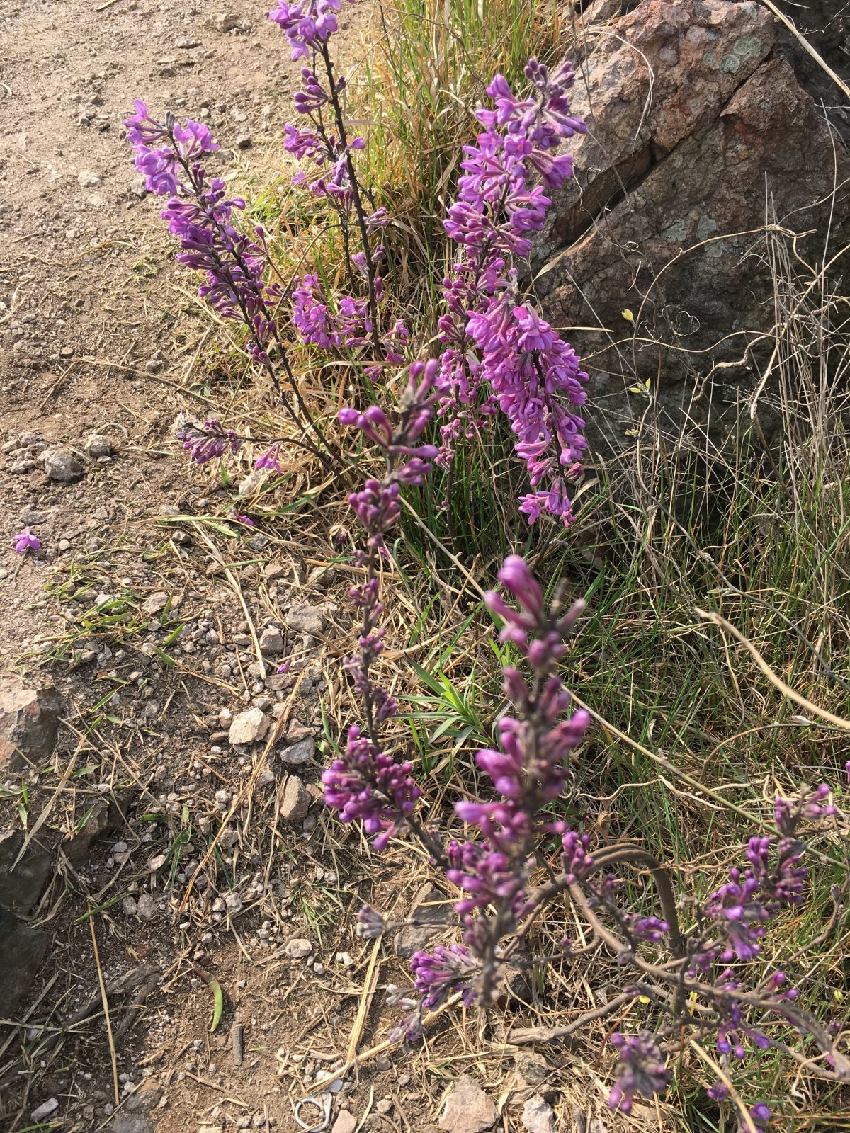 镇江圌山