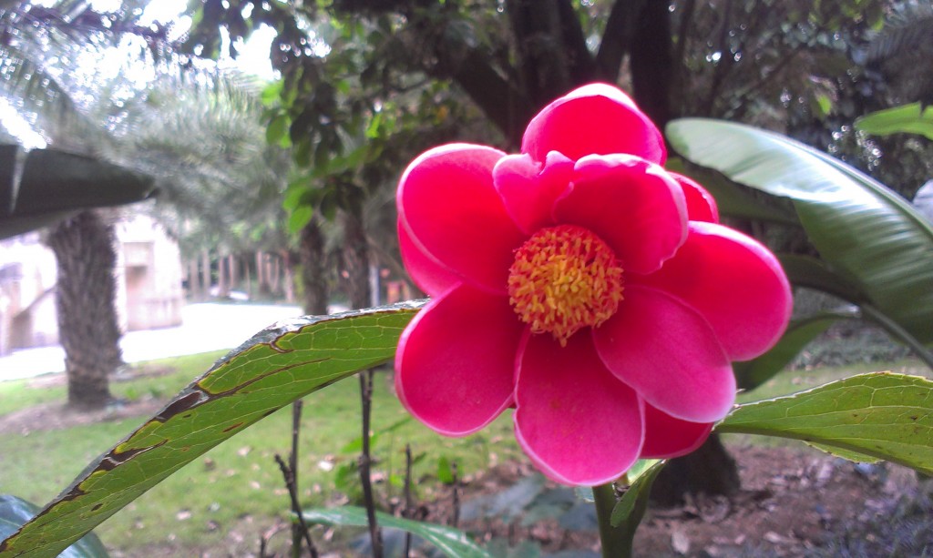 叫不出名字的花