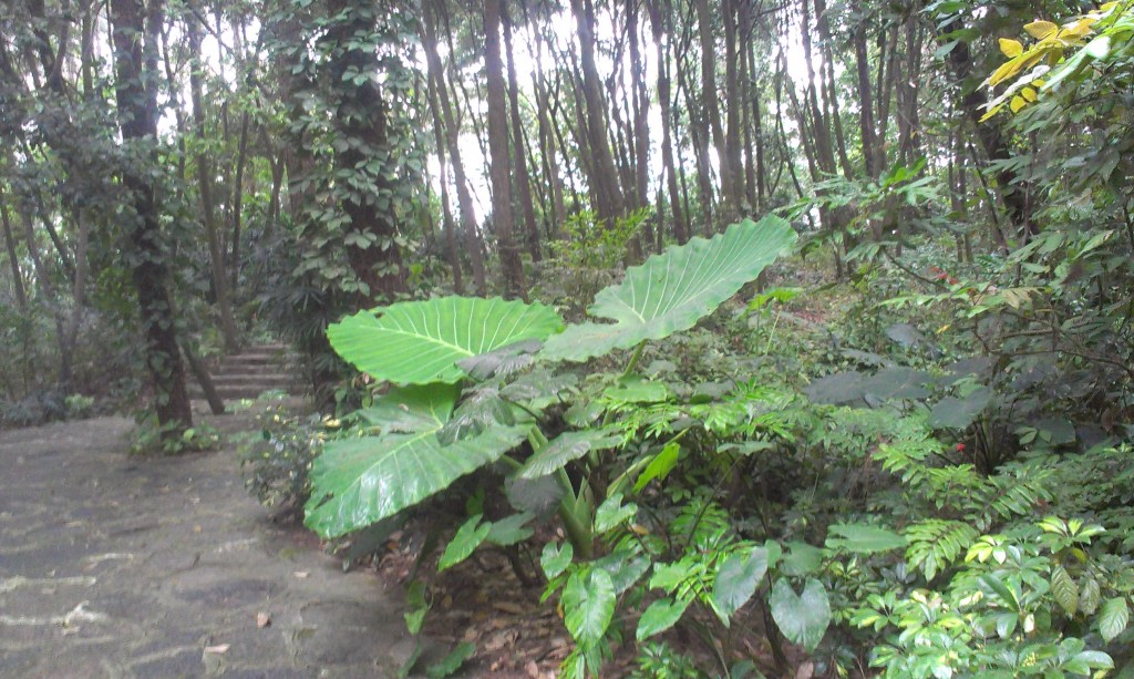 丛林
