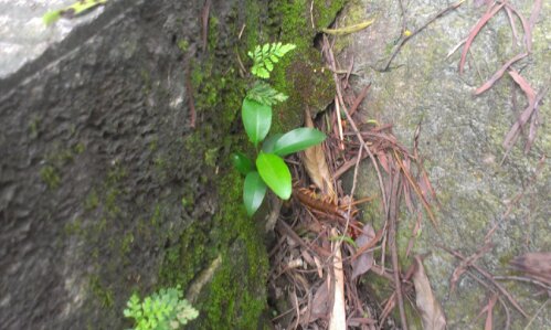 福建·福州·鼓山·蜈蚣