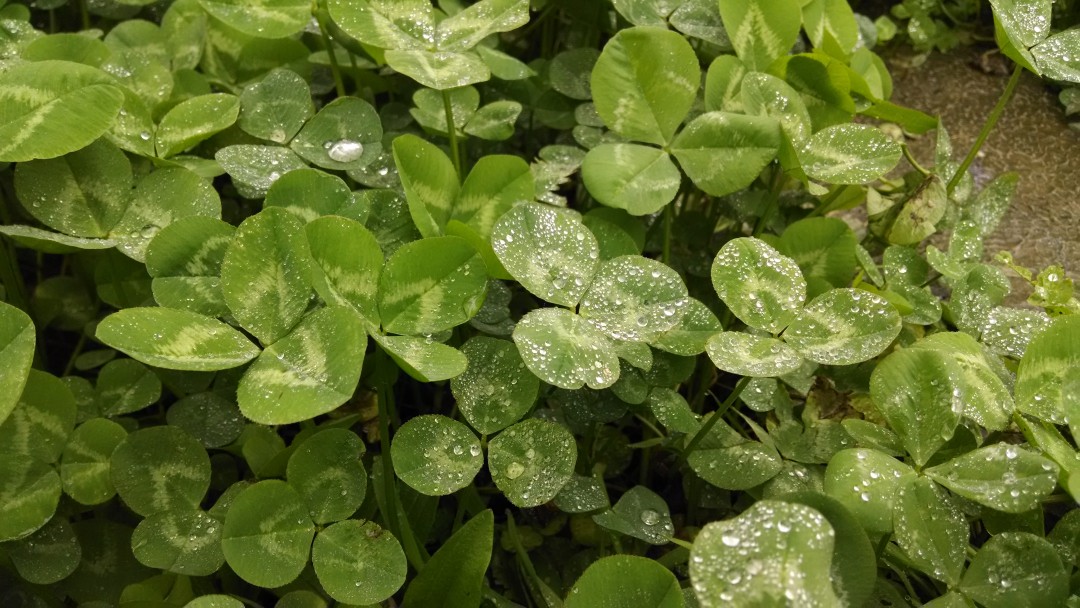 林场中的四叶草，很有灵气
