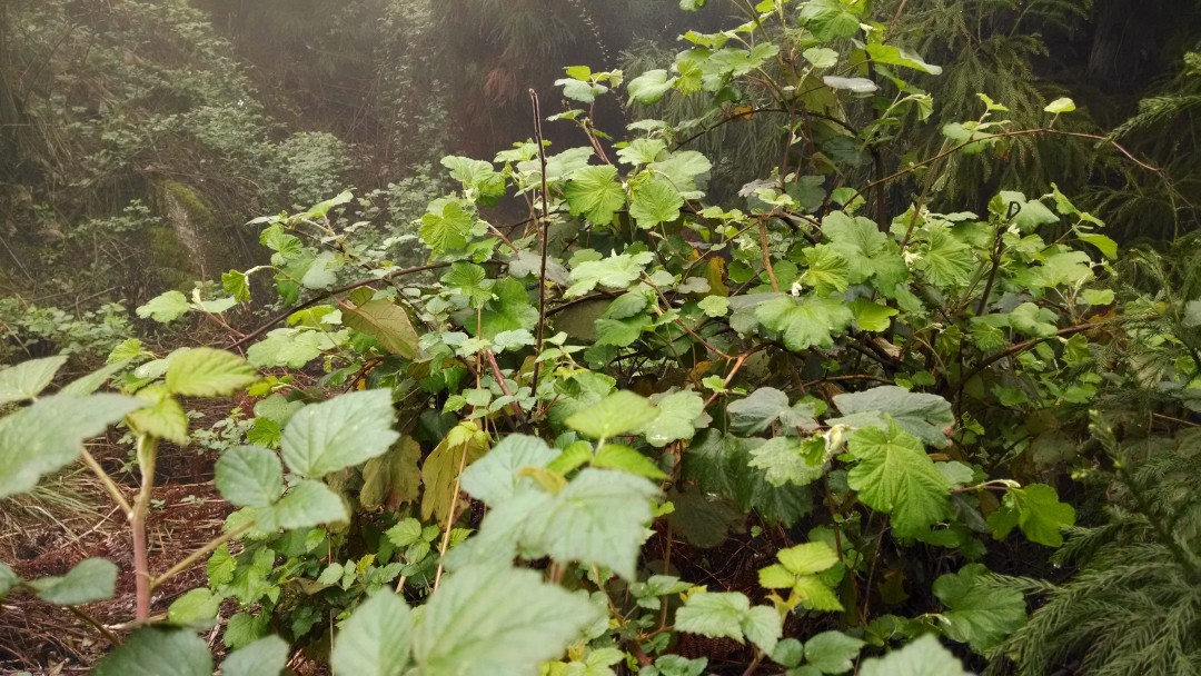 林场中的野葡萄