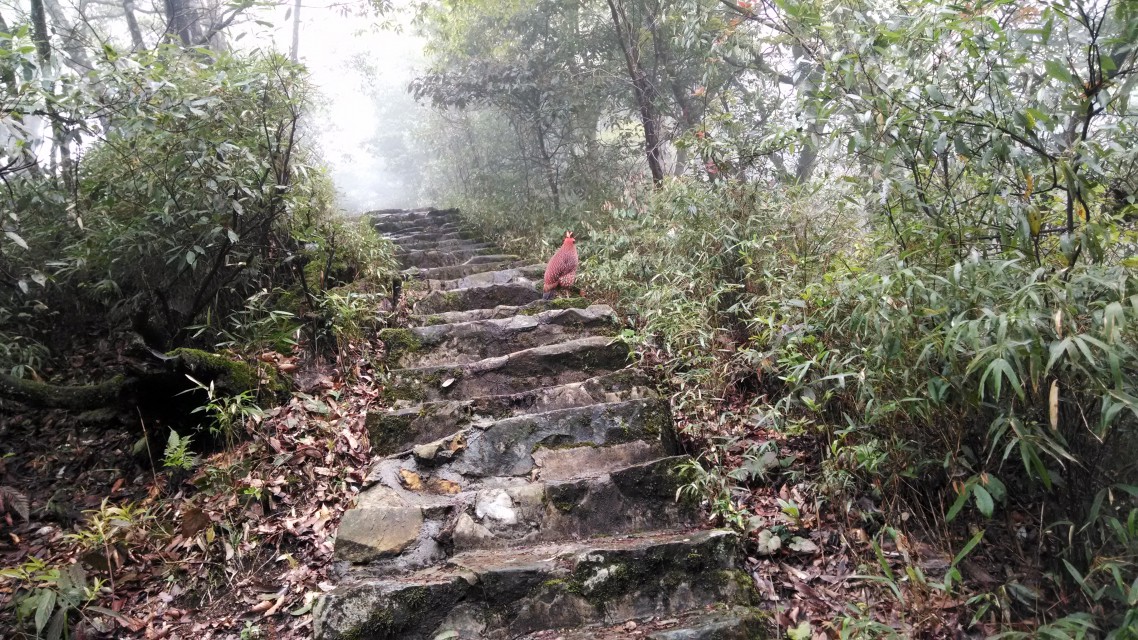 梵净山·野生禽类·黄腹角雉