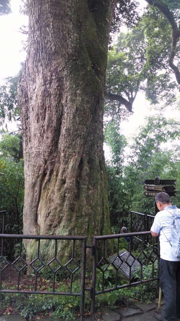 峨眉山桢楠王