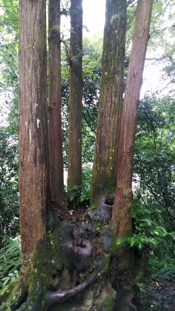 手掌形状的树