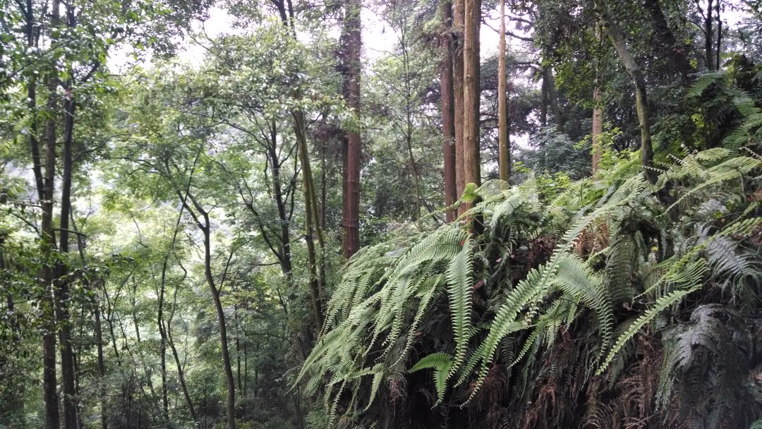 蕨类植物