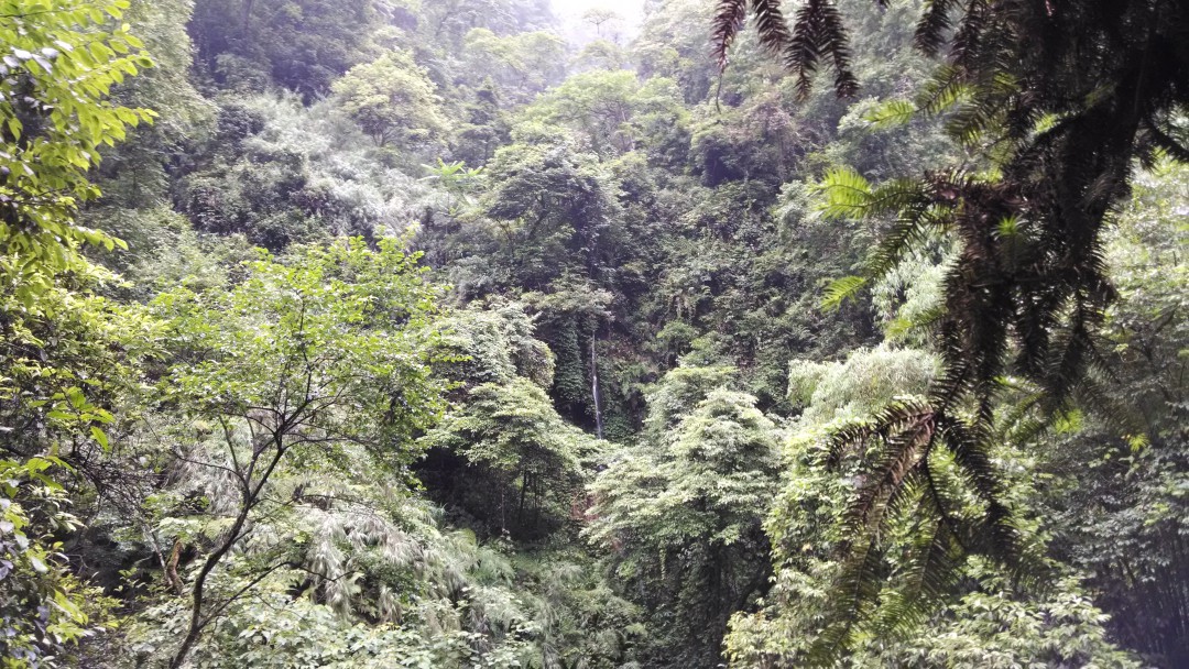生态猴区