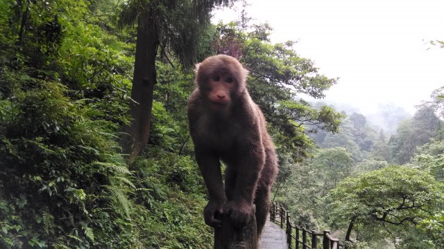 峨眉山登山记