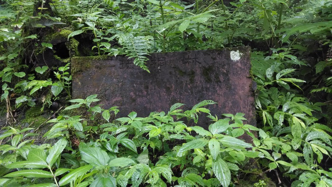 峨眉山洪桐林