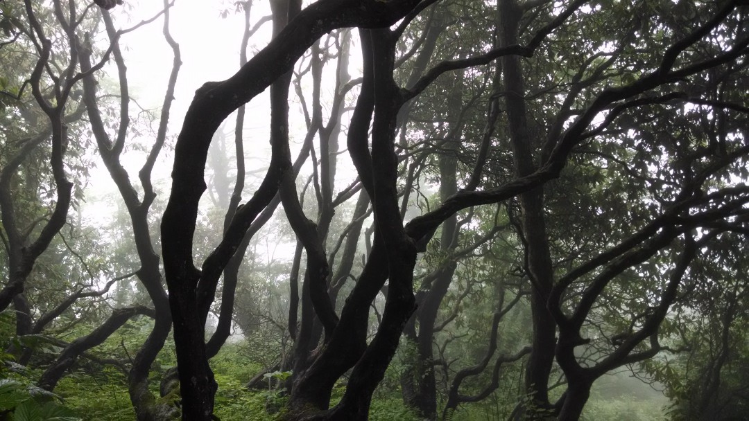 高山杜鹃
