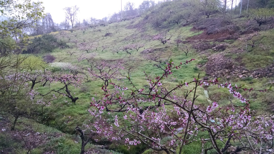 IMG_20150404_143937099