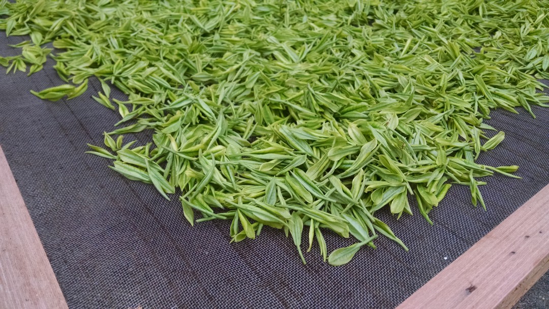 溧阳白茶