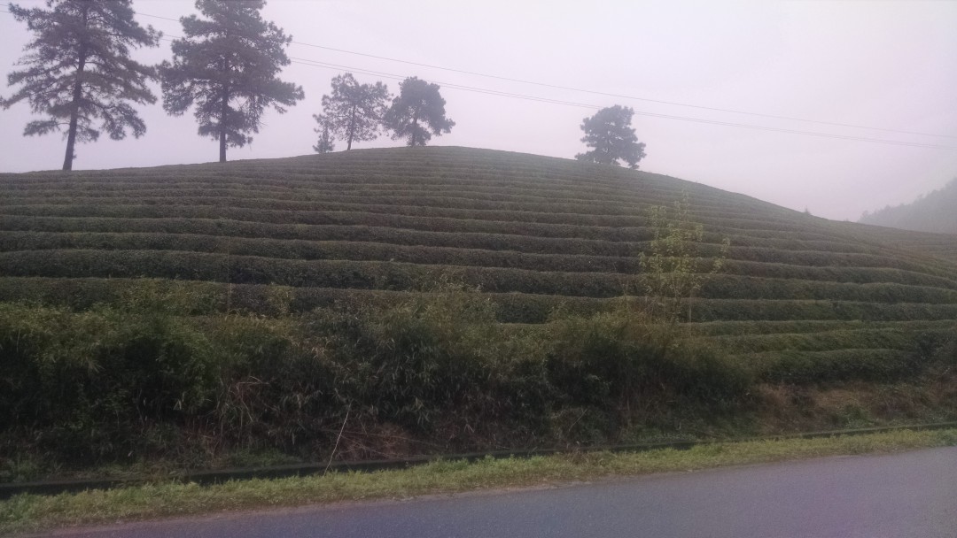 浙江安吉茶园