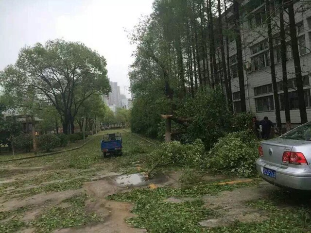 冰雹灾害过后满地狼藉，图片来自新浪微博