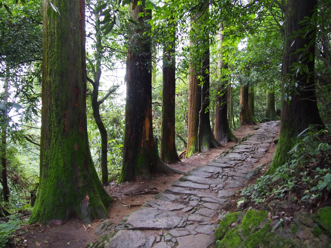 天目山-柳杉林