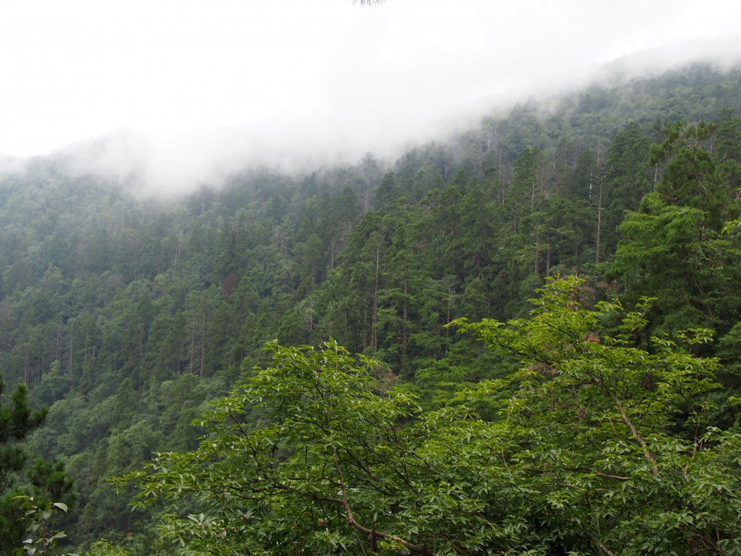 天目山-云雾中的山坡