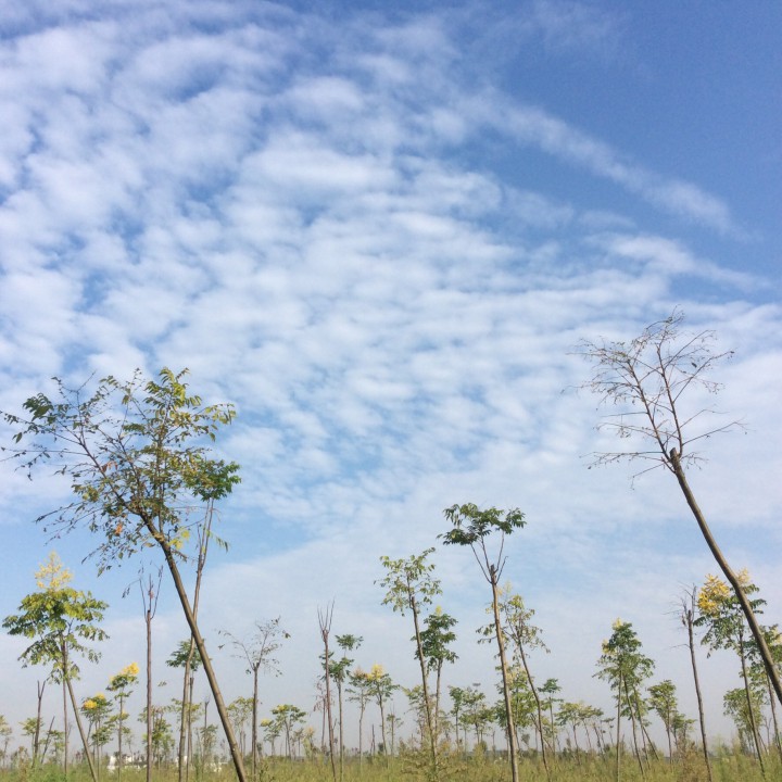 上海青浦郊外
