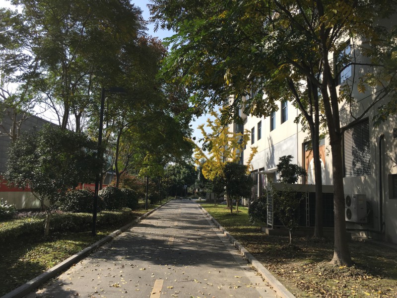 上海晴朗的深秋