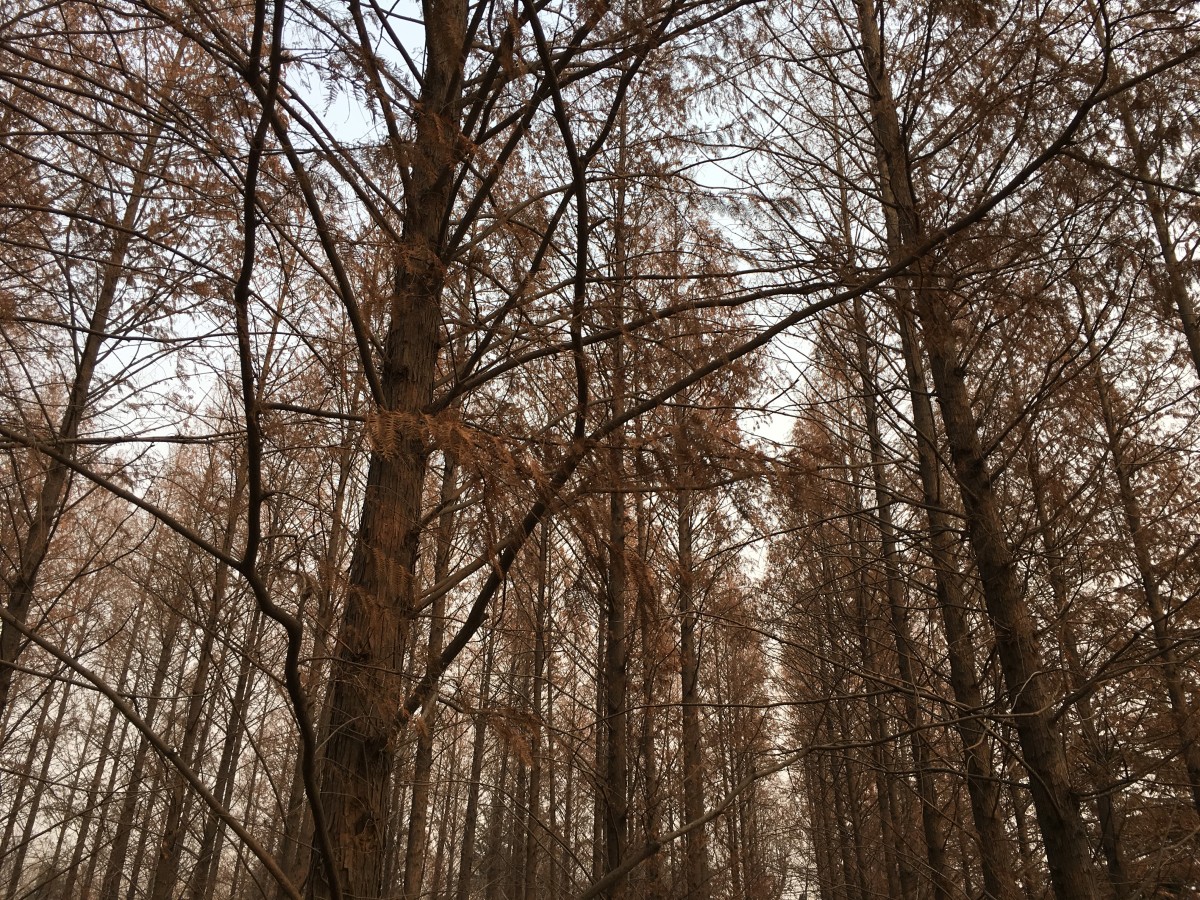 高大的水杉树林