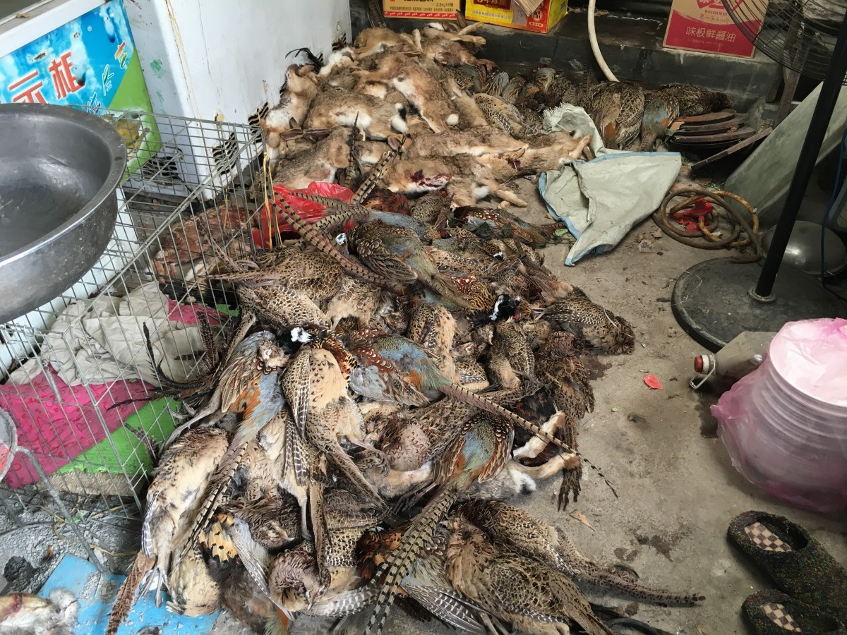 成堆的死掉的野生动物