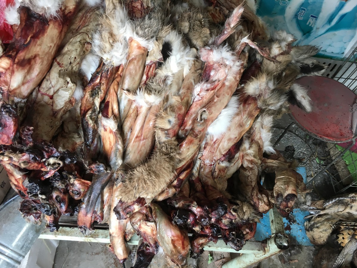 成堆的野兔皮