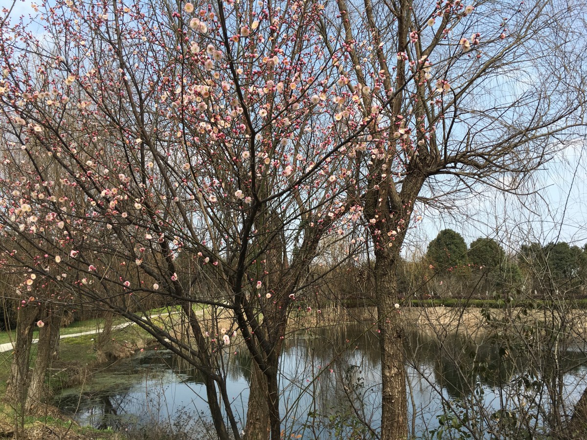 梅花开了