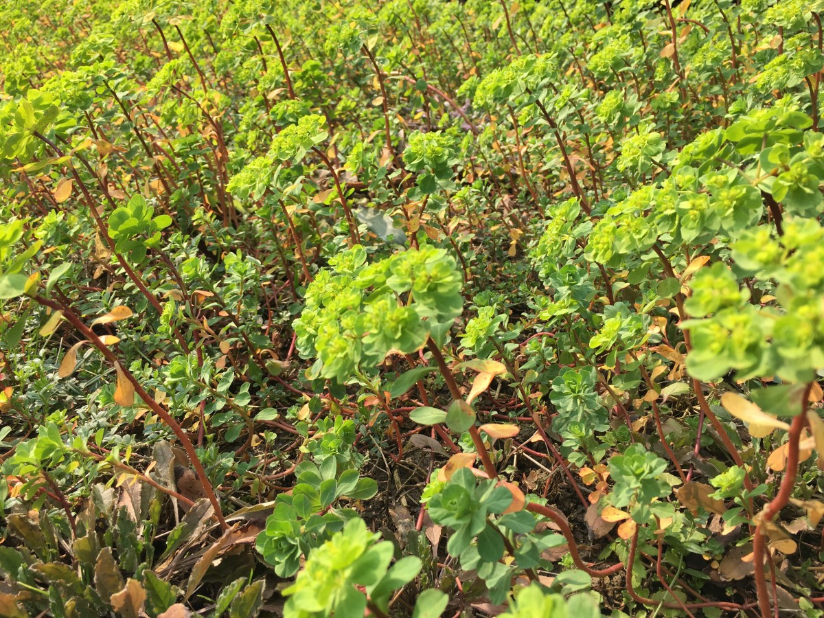 冬末春初的野草