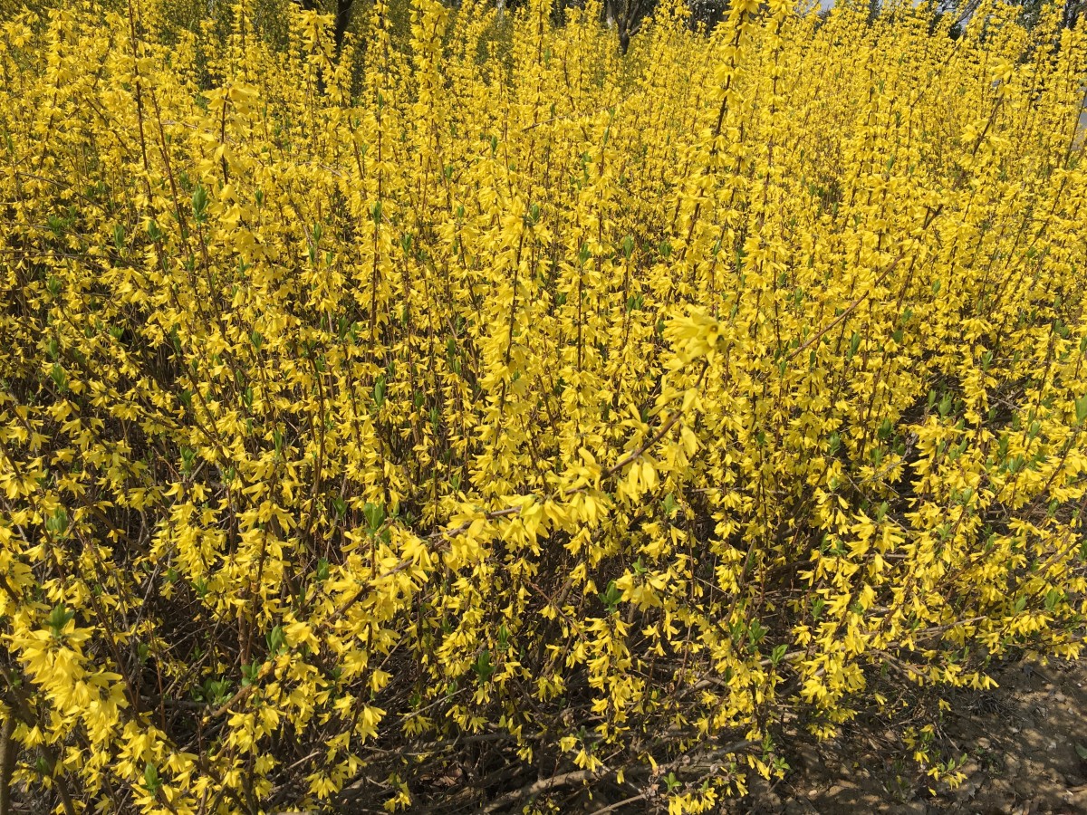 这是连翘花，看上去像迎春花