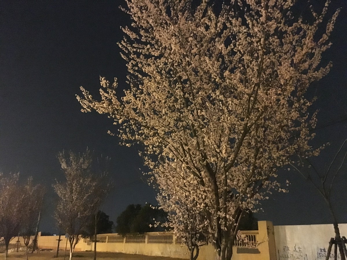路边花