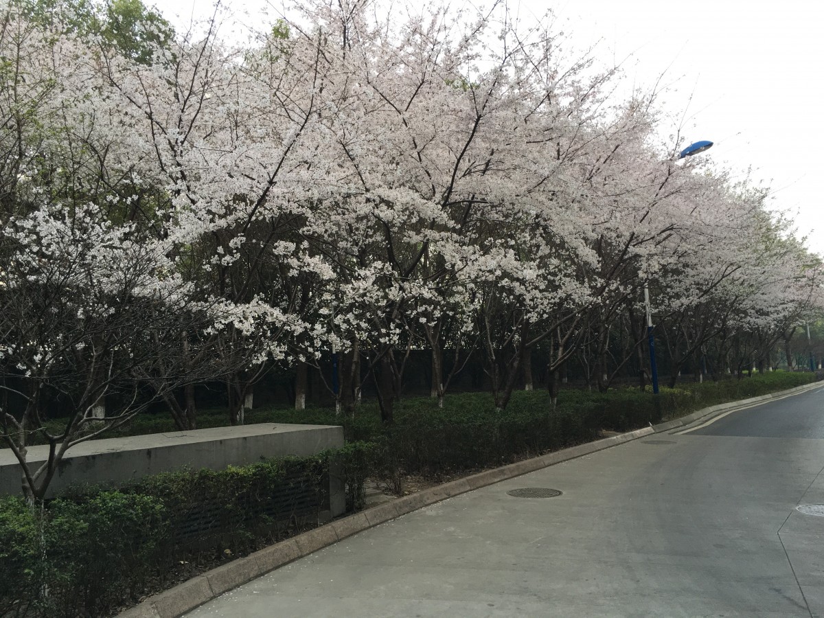 春天·花·怒放