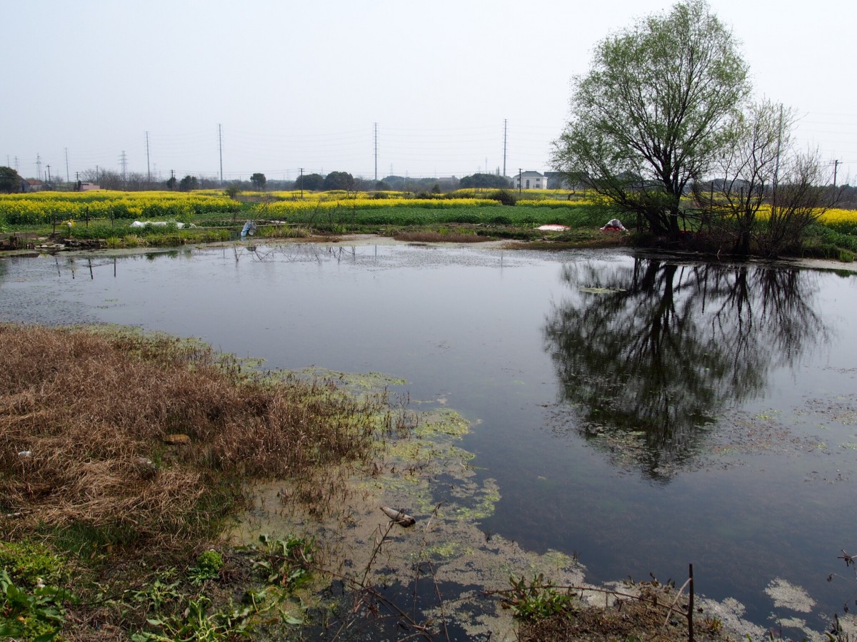野池、垂柳