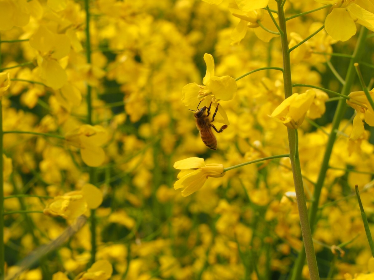 采油菜花的蜜蜂