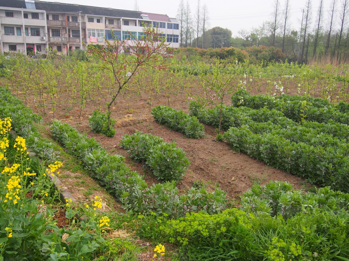 屋舍俨然，花基本已经谢了，上一周这里还是芳草鲜美，落英缤纷，可惜当时我没带照相机也没带手机