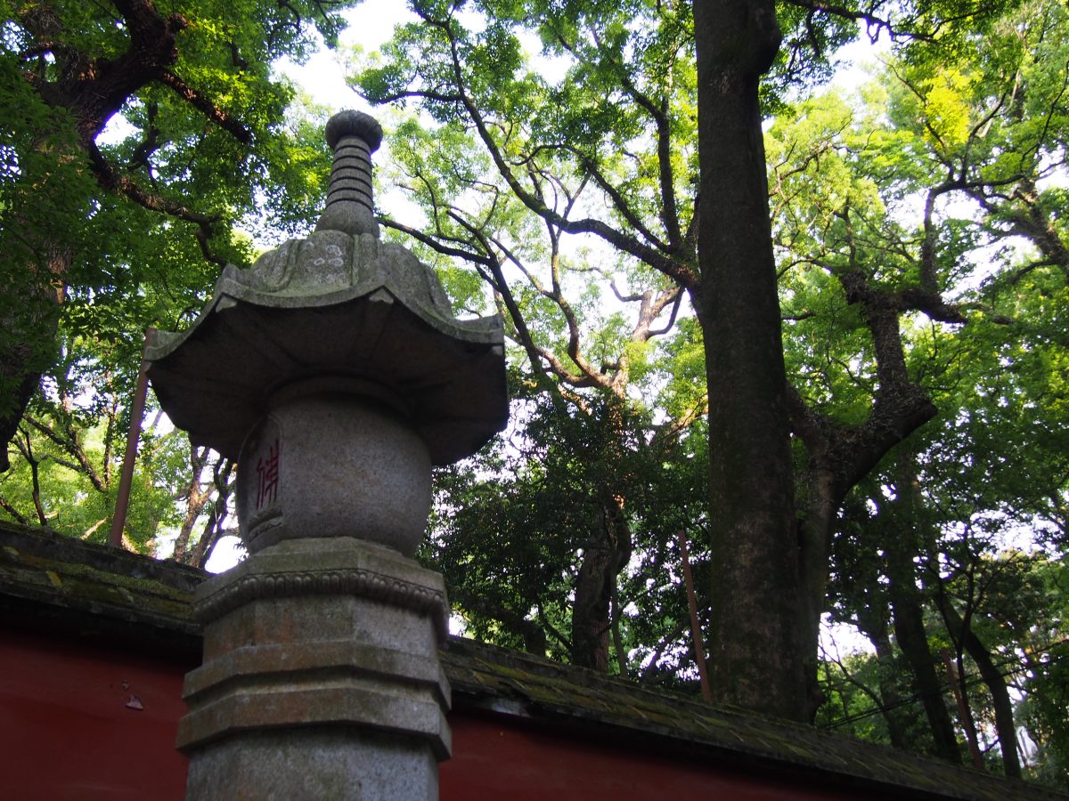 涌泉寺大树