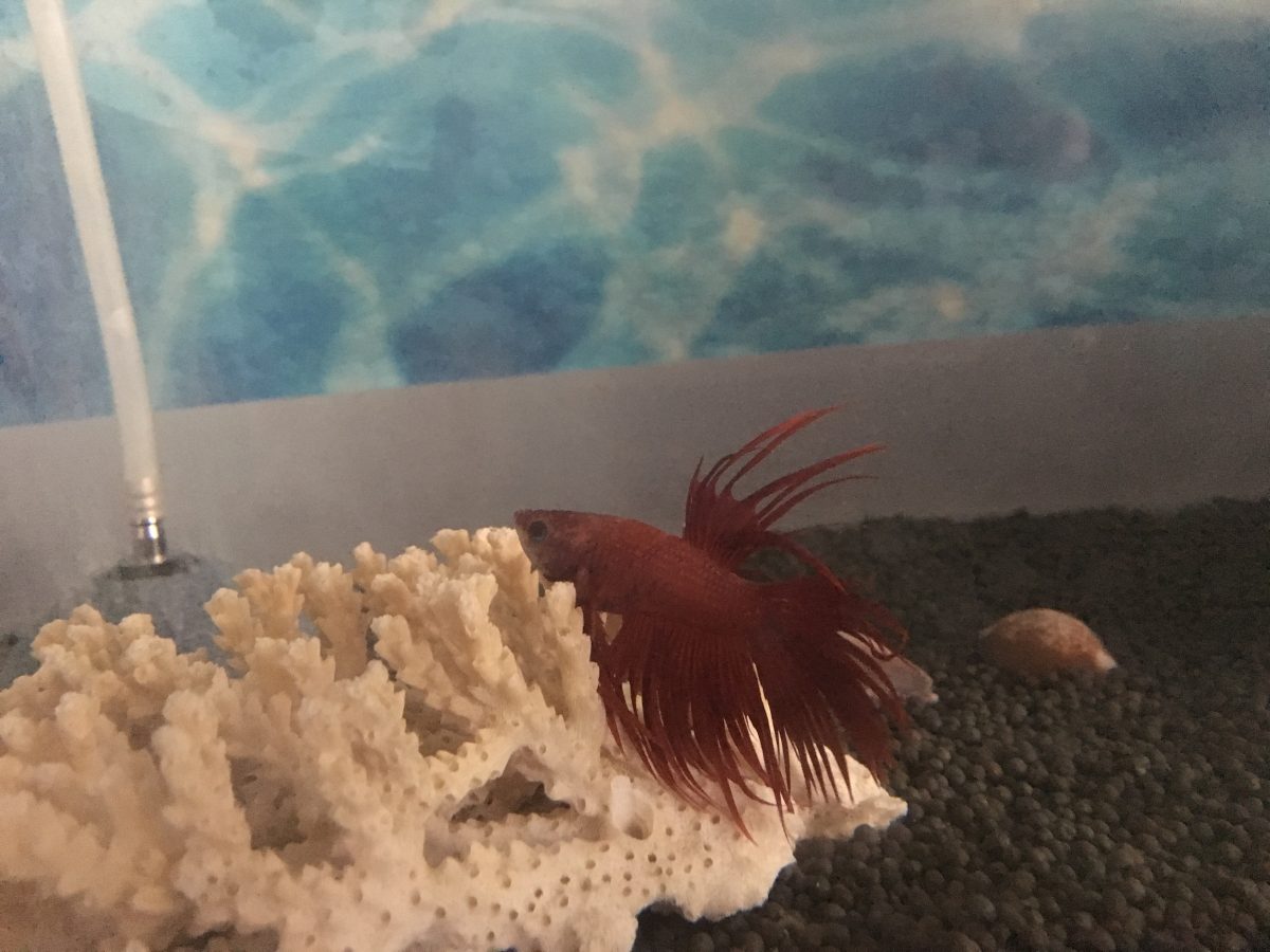 狮尾斗鱼