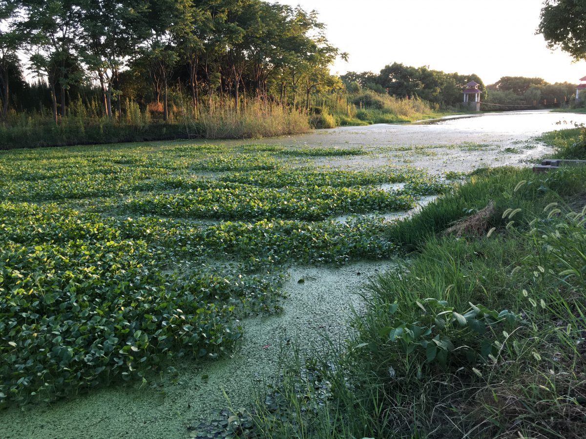 初秋季节小河夕照