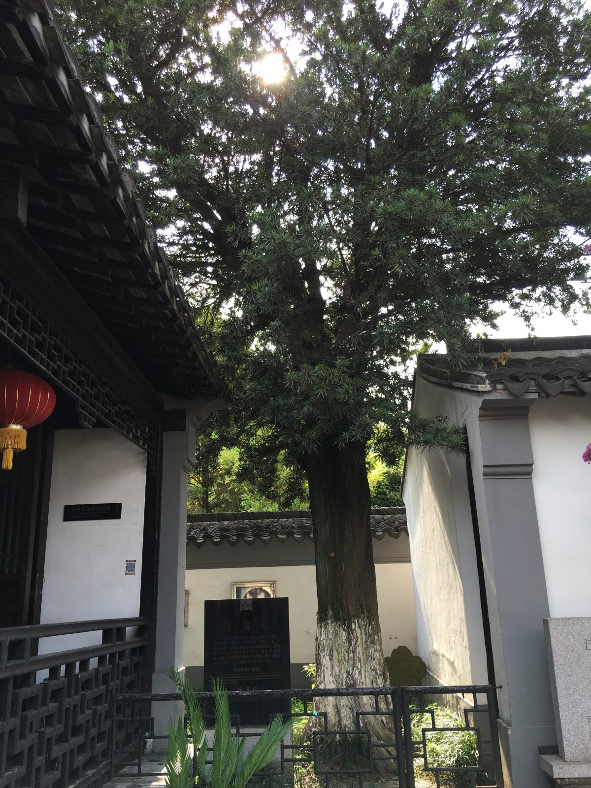 徐霞客故居罗汉松
