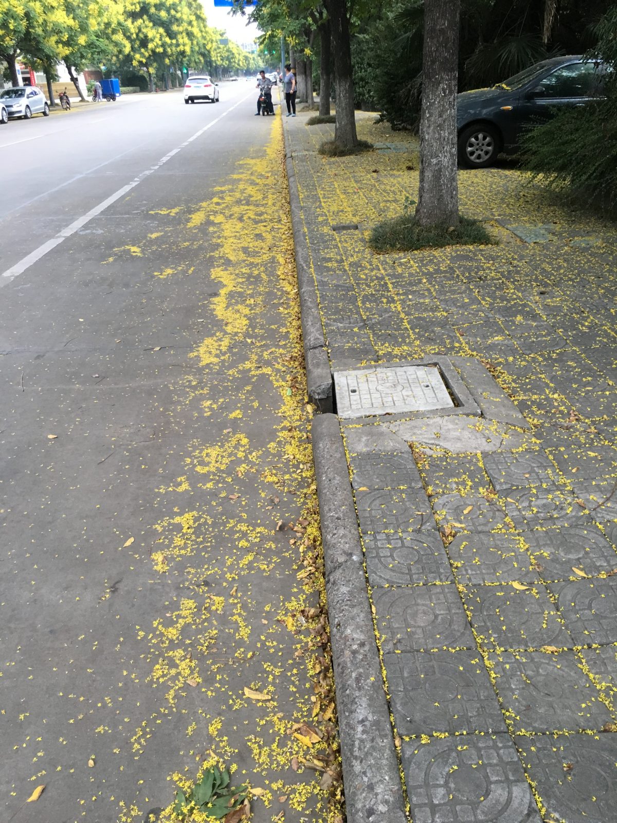 秋季·植物·落花·道路·栾树