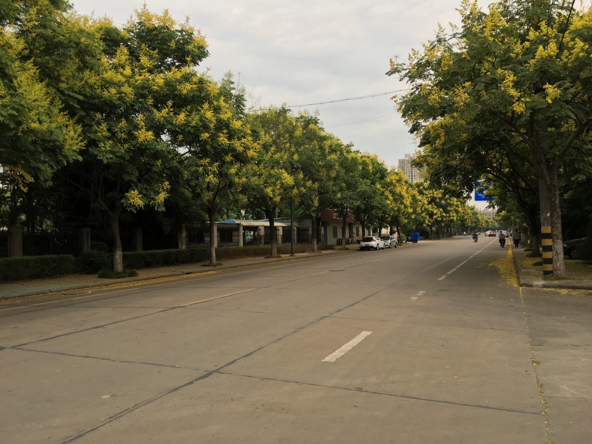 秋季·植物·落花·道路·栾树