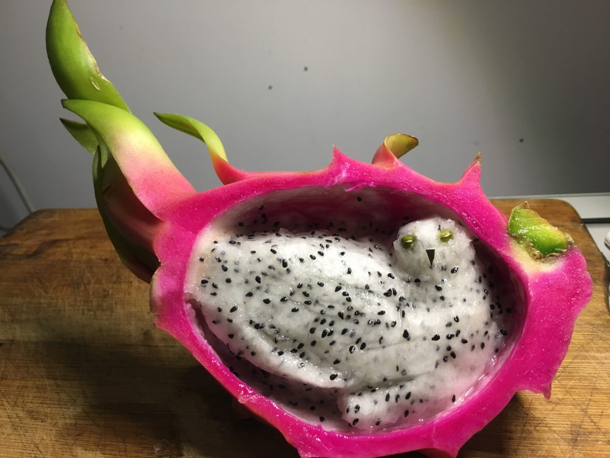 火龙果猫头鹰