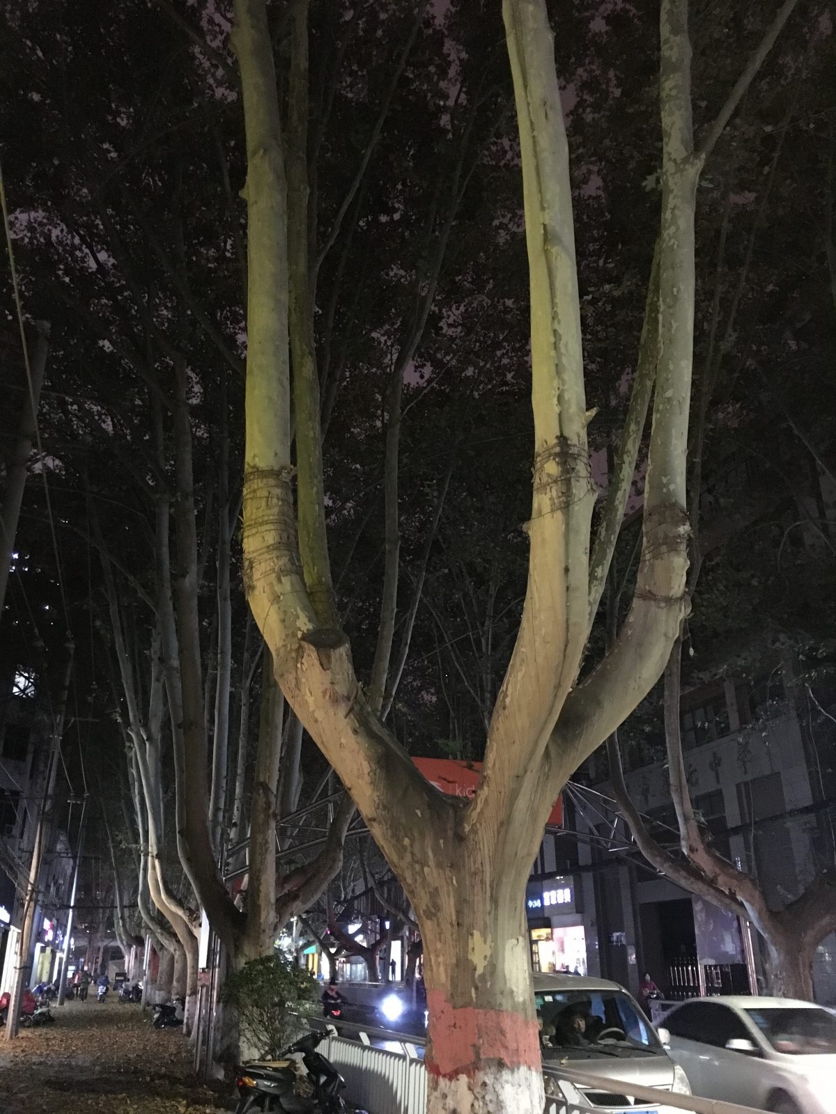 郑州金水区路两旁的法国梧桐