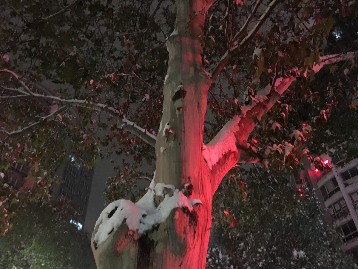 积雪的法国梧桐