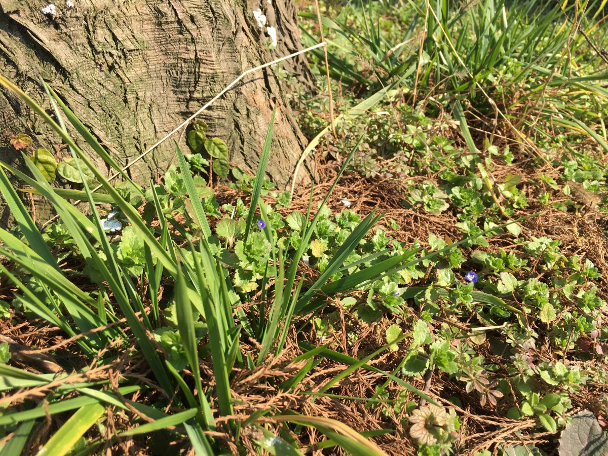春天·野外·植物