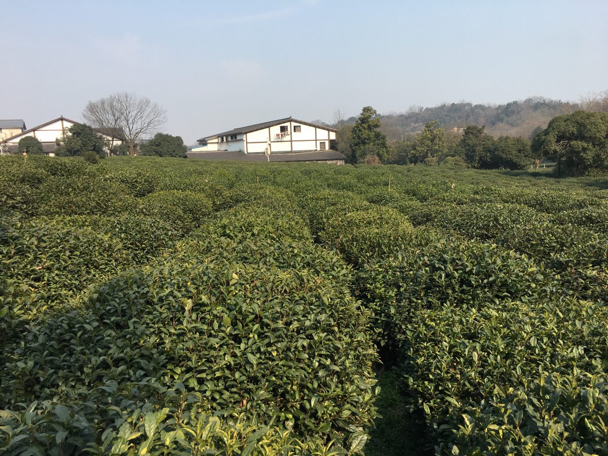 浙江 西湖龙井茶园