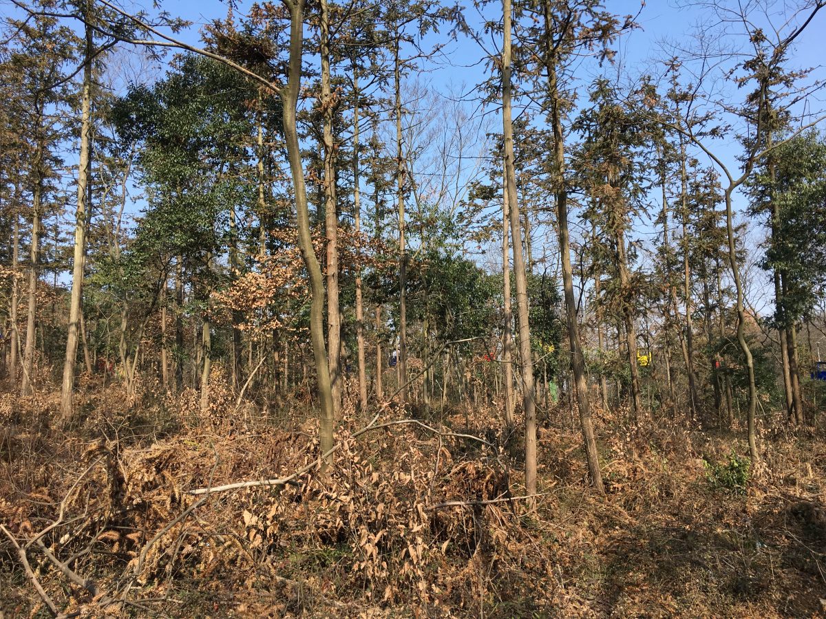 金坛茅山