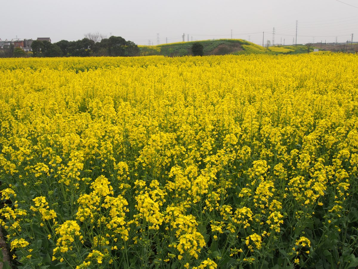 江苏常州·油菜花·诗